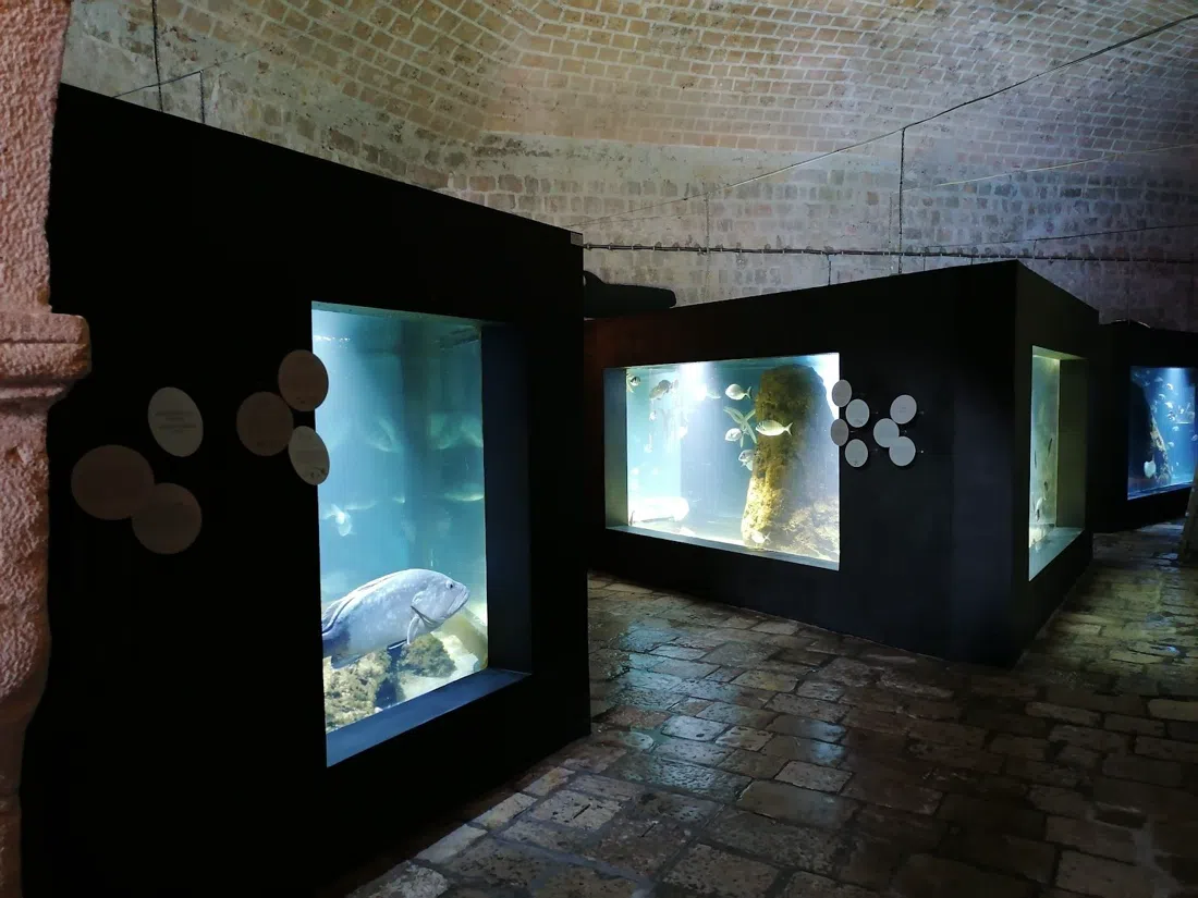 Fortaleza de San Juan — Museo Marítimo y Acuario, Dubrovnik